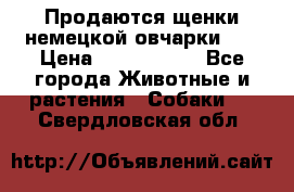 Продаются щенки немецкой овчарки!!! › Цена ­ 6000-8000 - Все города Животные и растения » Собаки   . Свердловская обл.